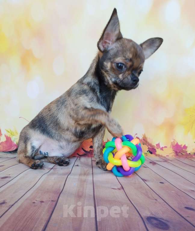 Собаки в Ногинске: Редкий экземпляр  Мальчик, 30 000 руб. - фото 3