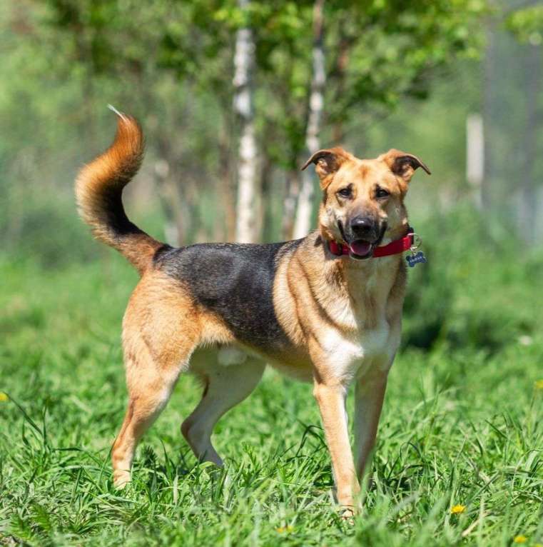 Собаки в Москве: Возьмите домой верного друга! Мальчик, Бесплатно - фото 2