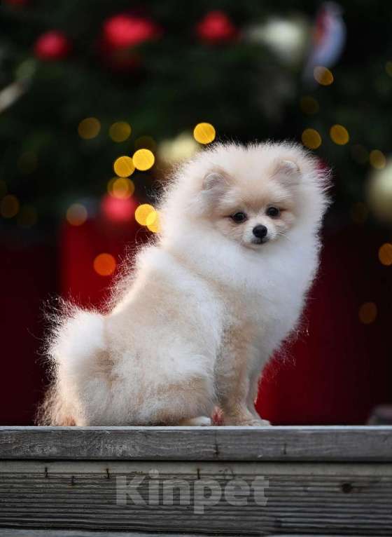 Собаки в Москве: Мальчик померанского шпица Мальчик, 35 000 руб. - фото 1