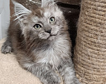 Кошки в Екатеринбурге: Котята Мейн Кун классика и полидакты Мальчик, Бесплатно - фото 2