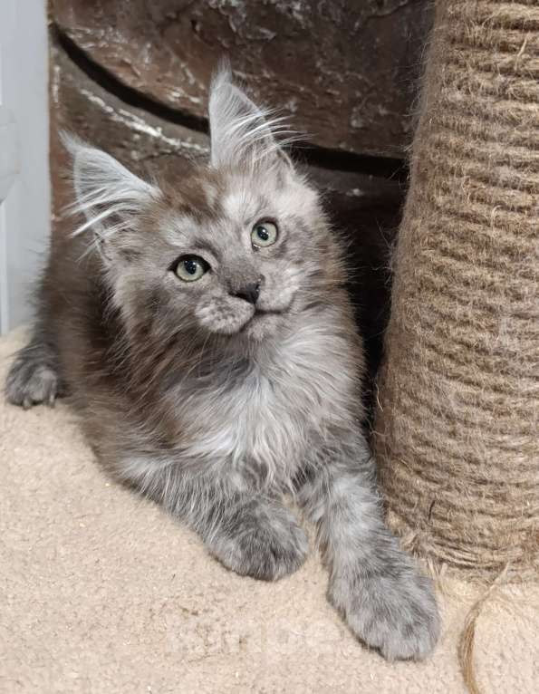 Кошки в Екатеринбурге: Котята Мейн Кун классика и полидакты Мальчик, Бесплатно - фото 2