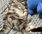 Кошки в Химках: Кот по имени Мош ищет дом Мальчик, Бесплатно - фото 3