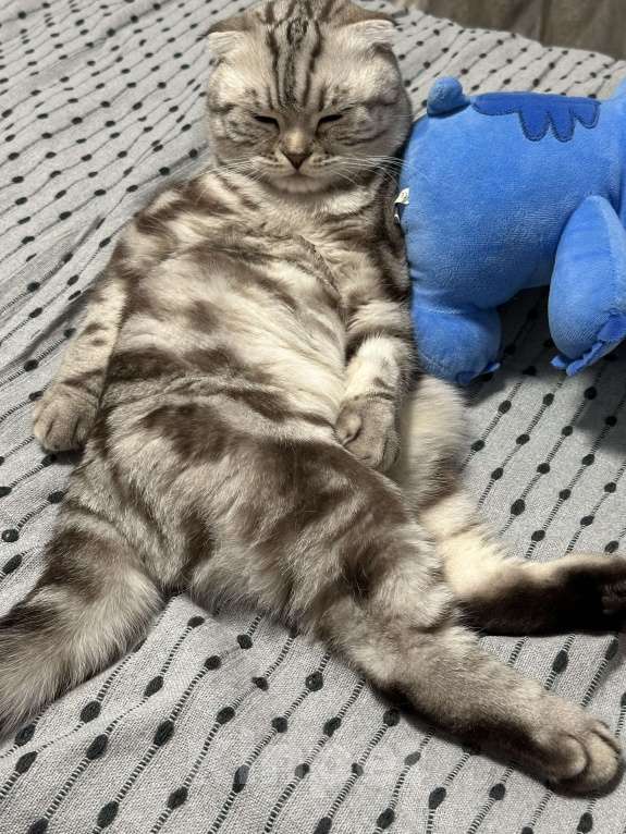 Кошки в Химках: Кот по имени Мош ищет дом Мальчик, Бесплатно - фото 3