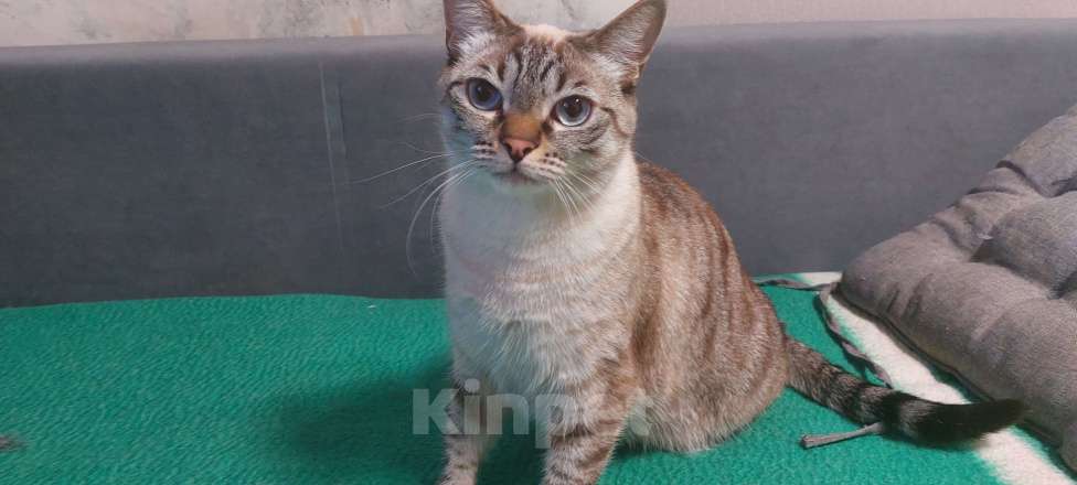 Кошки в Новосибирске: В добрые руки Девочка, Бесплатно - фото 3
