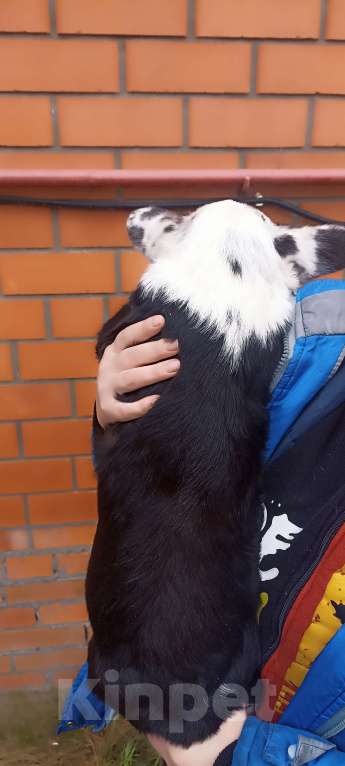 Собаки в Бронницах: Щенок вельш корги кардиган Девочка, 25 000 руб. - фото 6