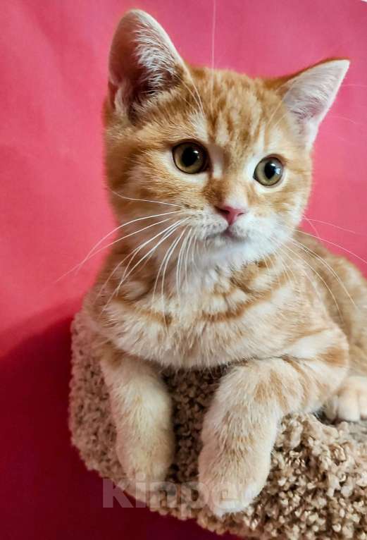 Кошки в Калуге: Шотландские котята  Мальчик, 20 000 руб. - фото 3