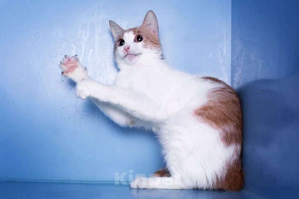 Кошки в Москве: Кошка-улыбка. Идеальнй компаньон Девочка, Бесплатно - фото 3