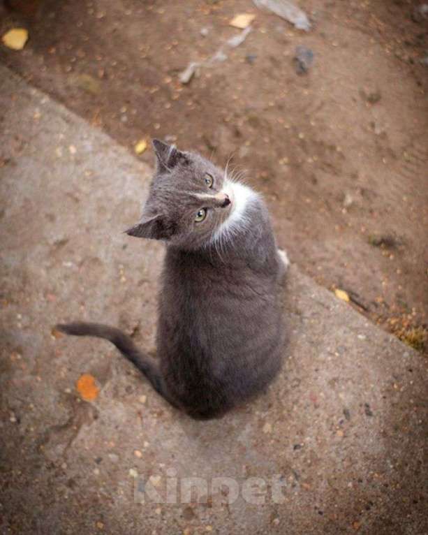 Кошки в Москве: Маленький котенок ищет дом! Мальчик, Бесплатно - фото 2