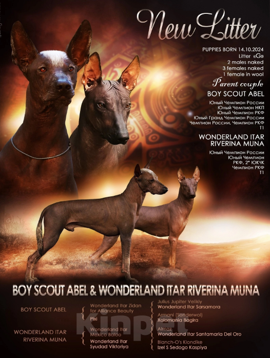 Собаки в Пскове: Мальчик ксоло Мальчик, 90 000 руб. - фото 2