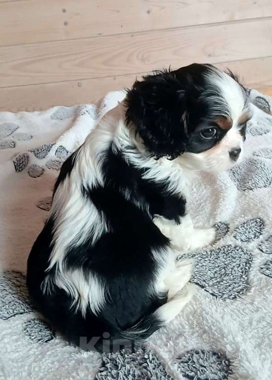 Собаки в Москве: Щенки Кавалер Кинг Чарльз спаниель  Мальчик, Бесплатно - фото 6