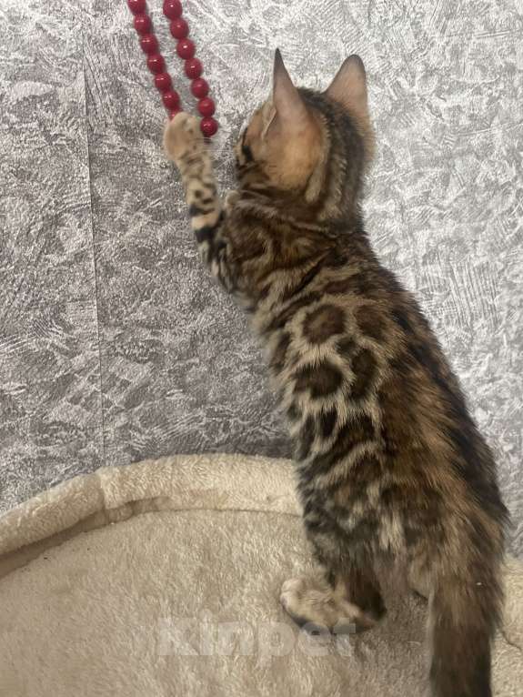 Кошки в Москве: Бенгальский котенок  Мальчик, 25 000 руб. - фото 3