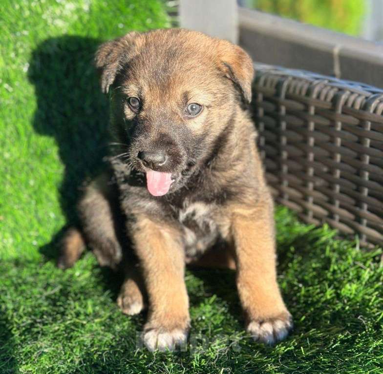 Собаки в Москве: Чудесный малыш щенок Тедди в добрые руки Мальчик, Бесплатно - фото 2