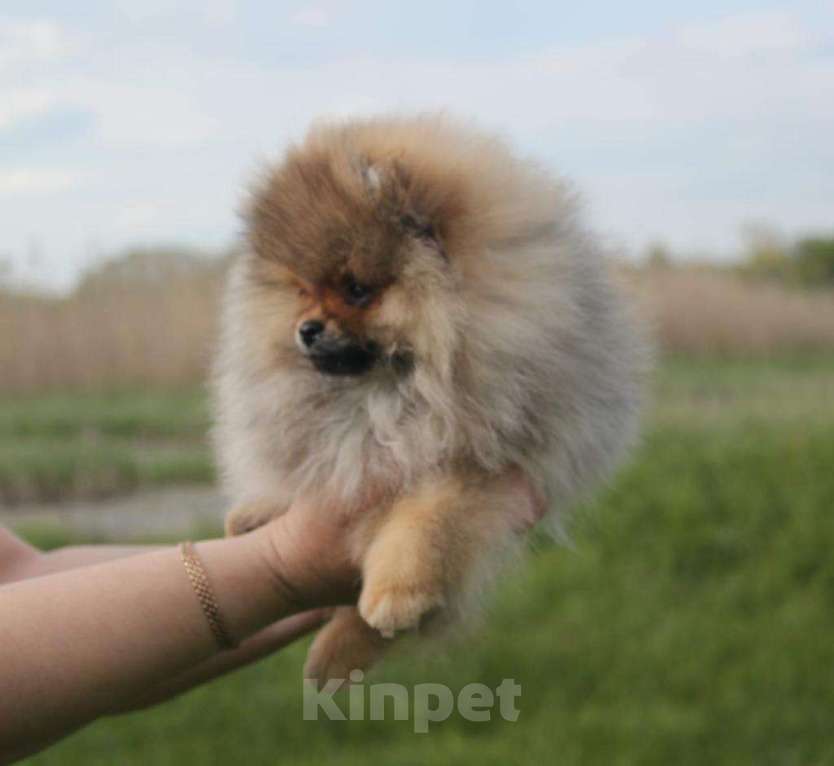 Собаки в Орле: Прекрасная девочка без недостатков  Девочка, 35 000 руб. - фото 7