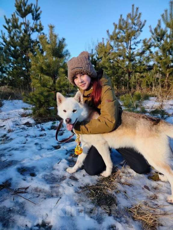 Собаки в других городах Московской области: Собака ждет дружную семью Мальчик, Бесплатно - фото 10