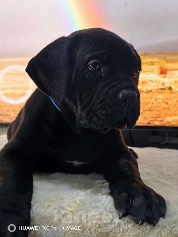 Собаки в других городах Крыма: Щенки Кане Корсо Мальчик, 80 000 руб. - фото 4