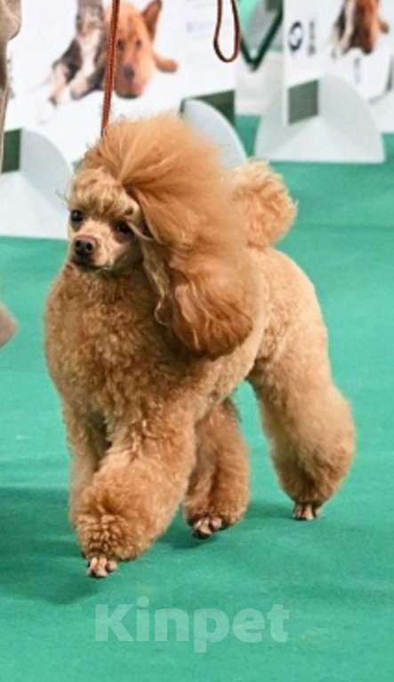 Собаки в Москве: Той-пудель щенок Мальчик, 120 000 руб. - фото 4