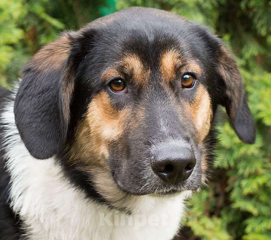 Собаки в Москве: Хаммеру плохо без человека Мальчик, Бесплатно - фото 3