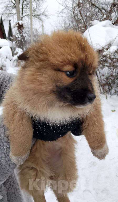 Собаки в Москве: в добрые руки Девочка, Бесплатно - фото 4