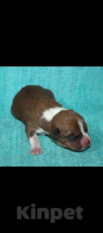 Собаки в Воронеже: Щенки АСТ  Девочка, 10 000 руб. - фото 1