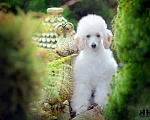 Собаки в Малоярославце: Пудель средний белый щенок Мальчик, Бесплатно - фото 2