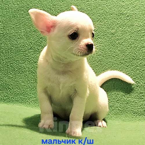 Собаки в Москве: Очаровательный мальчик чихуахуа. Мальчик, 30 000 руб. - фото 3