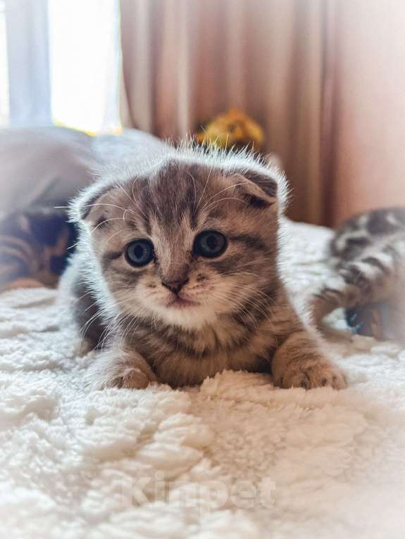 Кошки в Москве: Шотландская вислоухая девочка Девочка, 29 000 руб. - фото 2