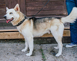 Собаки в Москве: Алтай в поисках своей семьи  Мальчик, Бесплатно - фото 9
