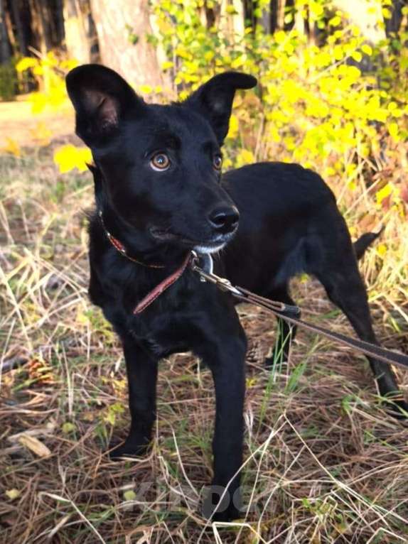Собаки в Санкт-Петербурге: Ищет дом щенок с храбрым сердцем Мальчик, Бесплатно - фото 5