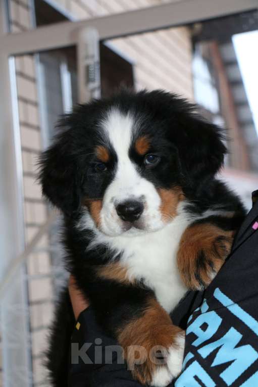 Собаки в Челябинске: бернский зенненхунд девочки Девочка, 70 000 руб. - фото 7