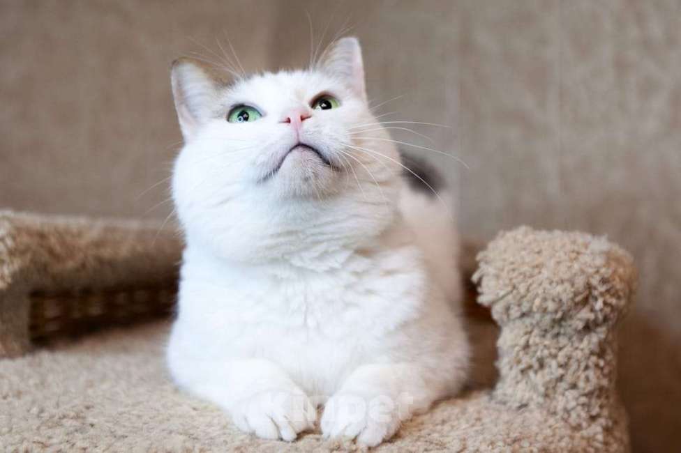 Кошки в Москве: Белан едет на выставку-пристройство WOOF в Москву  Мальчик, Бесплатно - фото 1