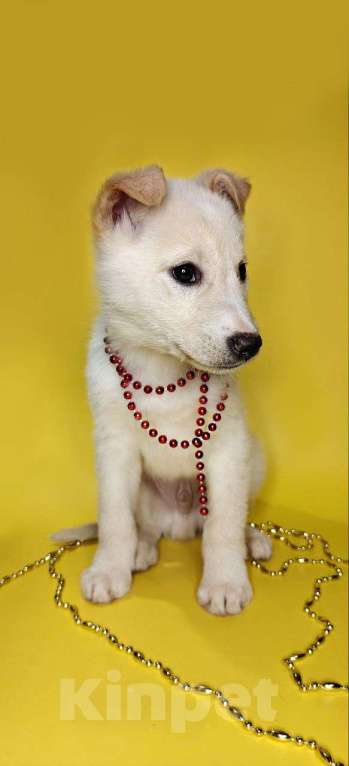 Собаки в Наро-Фоминске: Герцог якутенок команды ппбж Якутска Мальчик, Бесплатно - фото 9