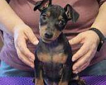 Собаки в Москве: цвергпинчер щенок Девочка, 50 000 руб. - фото 2