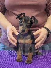 Собаки в Москве: цвергпинчер щенок Девочка, 50 000 руб. - фото 2