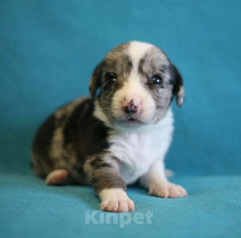 Собаки в Кирове: Мальчики корги кардиган Мальчик, 50 000 руб. - фото 3