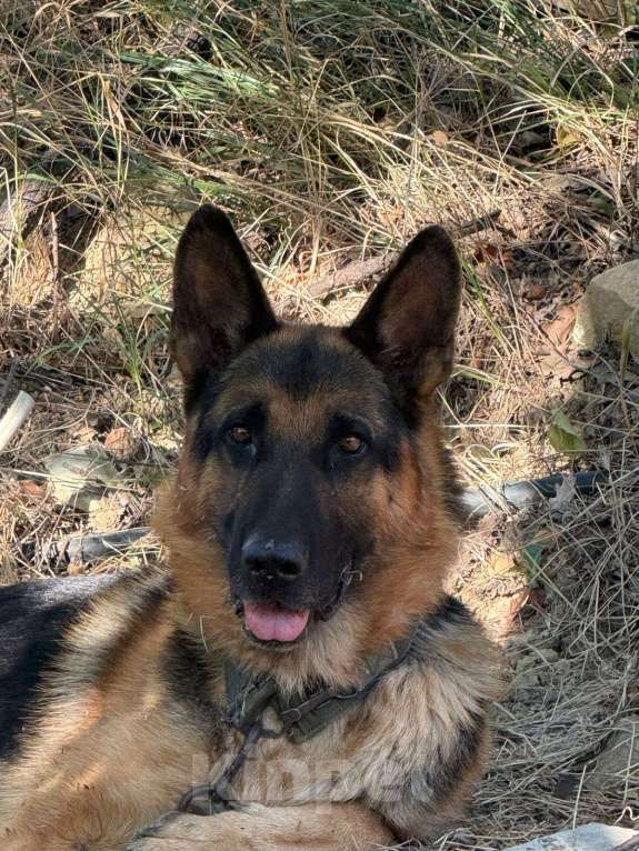 Собаки в Махачкале: Продается овчарка можно на вязку Мальчик, Бесплатно - фото 1
