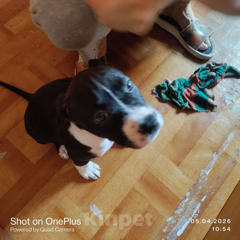 Собаки в Магнитогорске: Американский стаффордширский терьер.  Щенок Девочка, 13 000 руб. - фото 6