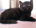 Кошки в Долгопрудном: Британские кошечки Девочка, 3 500 руб. - фото 4