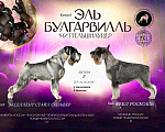 Собаки в Казани: Миттельшнауцер детки Мальчик, 35 000 руб. - фото 7