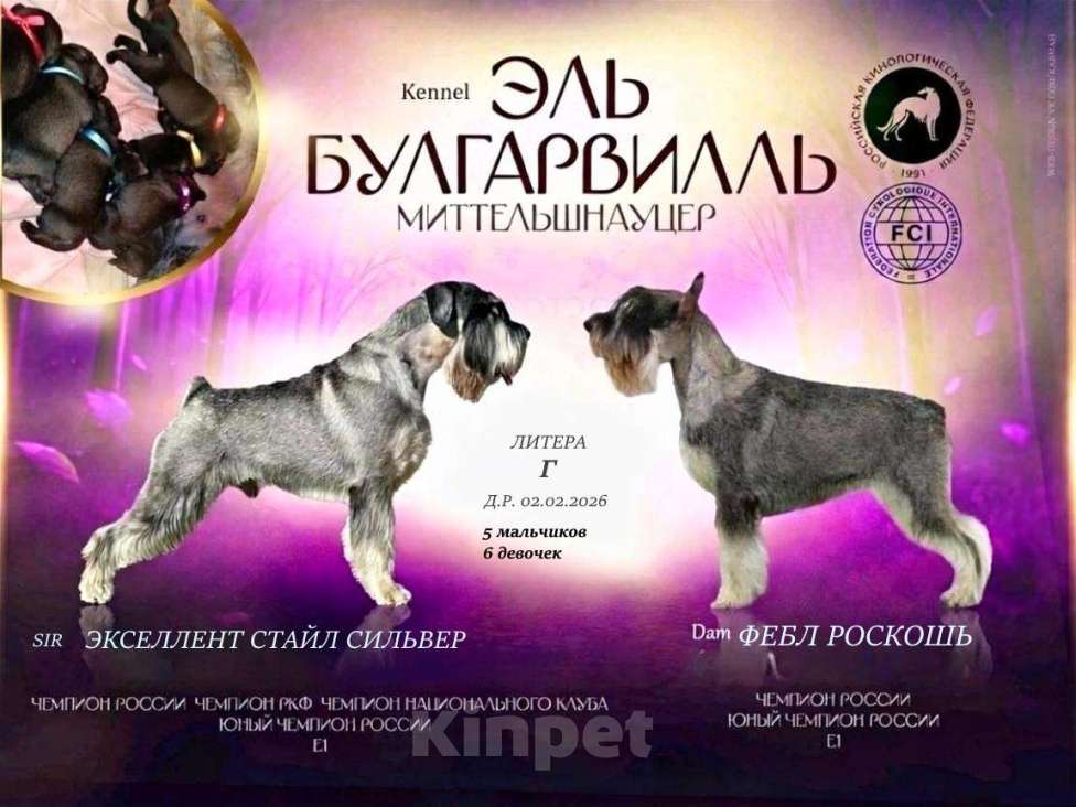 Собаки в Казани: Миттельшнауцер детки Мальчик, 35 000 руб. - фото 7