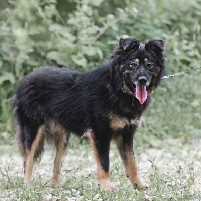 Собаки в Москве: Плюшевый Майк Мальчик, Бесплатно - фото 4