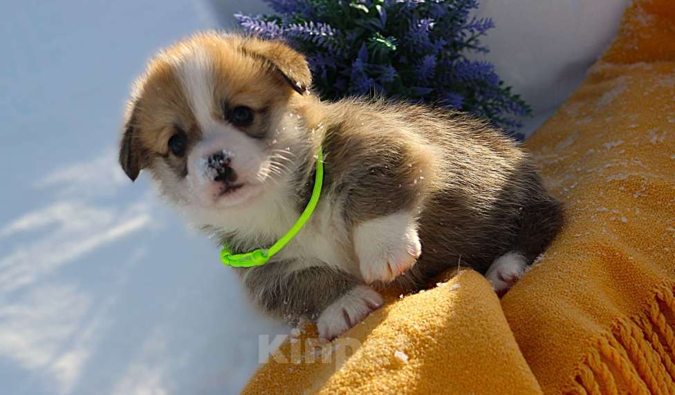 Собаки в других городах Московской области: Щенок кобель вельш корги пемброк Мальчик, 60 000 руб. - фото 1