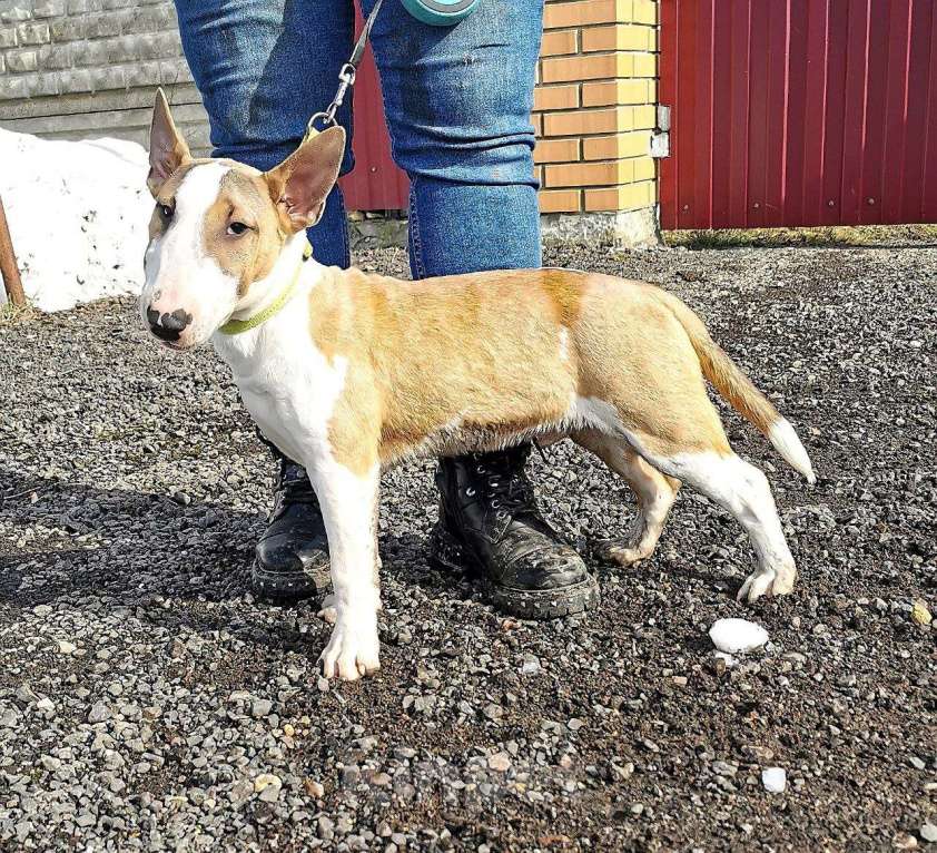Собаки в Москве: Щенки миниатюрного бультерьера Мальчик, Бесплатно - фото 4