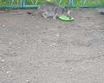 Кошки в Красноярске: Котенок пушистик Мальчик, Бесплатно - фото 3