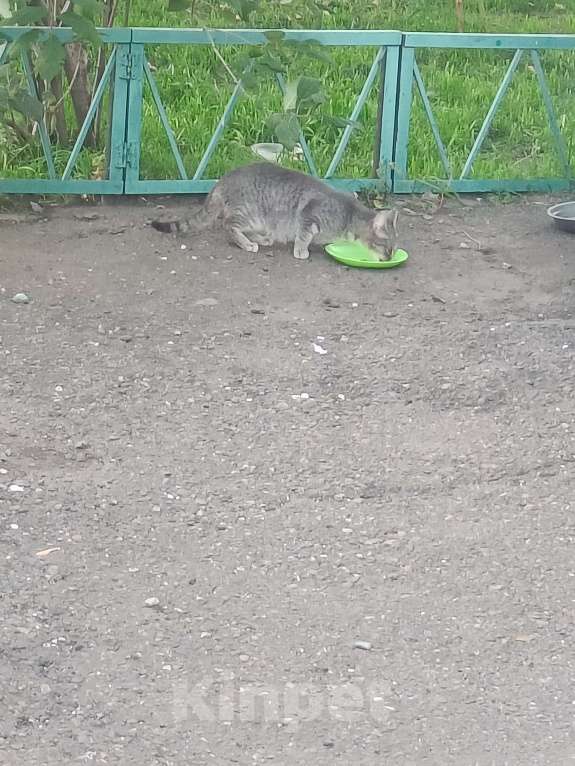 Кошки в Красноярске: Котенок пушистик Мальчик, Бесплатно - фото 3