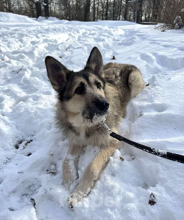 Собаки в Москве: Собака бесплатно в Москве Мальчик, Бесплатно - фото 4