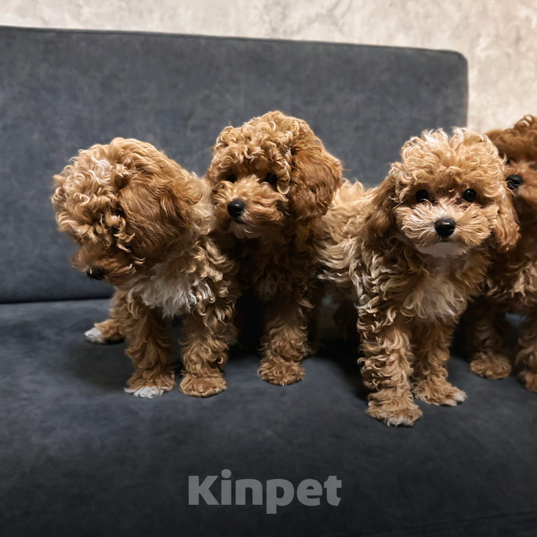 Собаки в Москве: Щенки мальтипу Мальчик, 200 000 руб. - фото 5