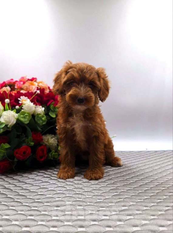 Собаки в Новосибирске: Щенки пуделя Разнополые, Бесплатно - фото 7