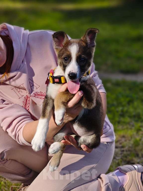 Собаки в Красногорске: Крошка Эмми 2 месяца ждет родителей  Девочка, Бесплатно - фото 2