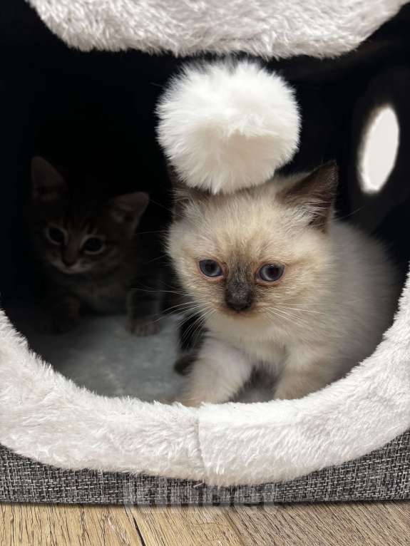 Кошки в Москве: Котёнок Гав  Девочка, Бесплатно - фото 2