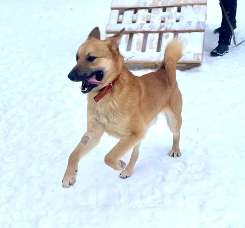 Собаки в Москве: Люк Мальчик, Бесплатно - фото 3